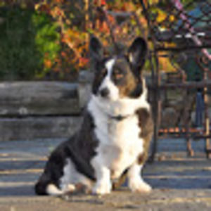 Meet your Posher, Nelson